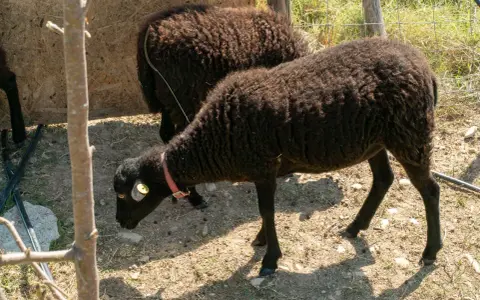 Due pecore nere, una con collare rosa, pascolano in un recinto. Chissà quanto vivono le pecore in queste condizioni.