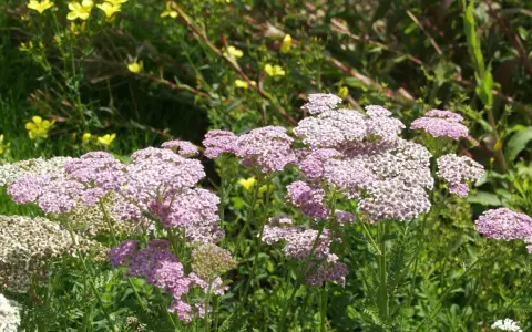 Zarte rosa und weiße Schafgarbenblüten stehen im sonnigen Garten. Der ideale schafgarbe standort ist sonnig und trocken.