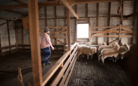 Ein Mann in kariertem Hemd und Mütze inspiziert eine Herde Schafe in einem Stall. Diese Tiere liefern mulesing-freie Wolle.