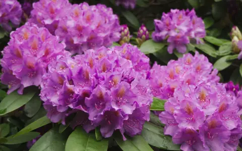 Kwitnące rododendrony w odcieniach fioletu i różu, z zielonymi liśćmi. Idealne do sadzenia w ziemi do rododendronów.