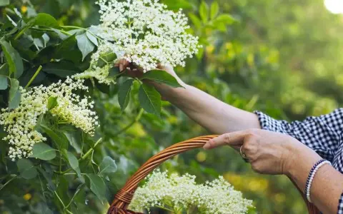 Zbieranie kwiatów czarnego bzu do koszyka, by dowiedzieć się, jak parzyć ten aromatyczny napar.