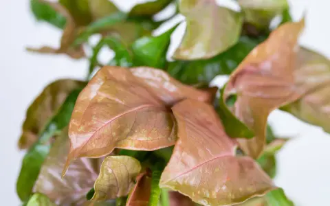 Liście syngonium w odcieniach zieleni i różu, tworzące bujną, tropikalną kompozycję.