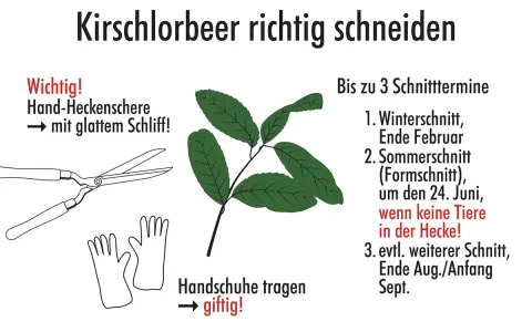 Anleitung zum Kirschlorbeer schneiden: Werkzeuge (Heckenschere, Handschuhe) und Schnitttermine (Winter, Sommer, Spätsommer) werden gezeigt.