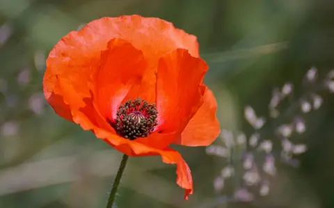Un coquelicot rouge vif, symbole de l'été. Idéal pour savoir quand semer les coquelicots et profiter de leur beauté éphémère.