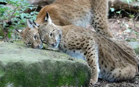 Deux lynx se blottissent l'un contre l'autre. Le poids d'un lynx adulte peut surprendre, mais ces félins sont agiles.