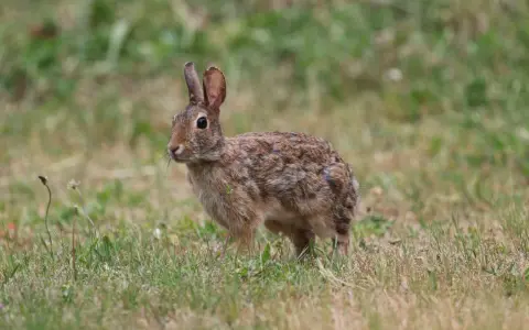 Un pequeño conejo de pelaje marrón y moteado se detiene en la hierba, atento a su entorno.