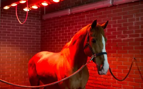 Cheval brun dans un solarium chevaux fait maison, baigné de lumière rouge.
