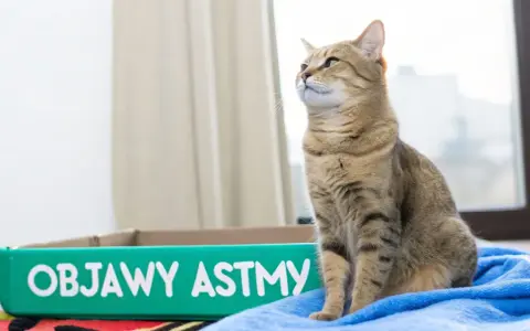 Kot siedzi obok kuwety z napisem "Objawy astmy".