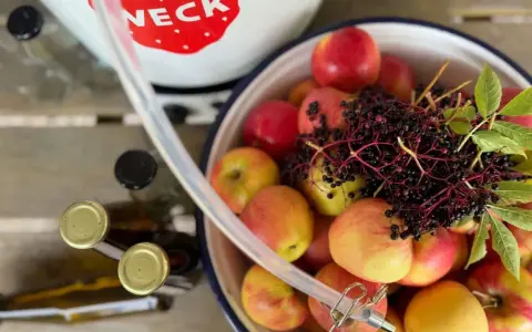 Äpfel und Holunderbeeren warten auf die Verarbeitung. Ein Schlauch führt zum Dampfentsafter, bereit für die Saftgewinnung.