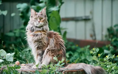 Majestatyczny kot rasy Maine Coon, który żyje długo, siedzi na pniu wśród zieleni.