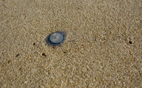 Una piccola medusa occhio blu, con un disegno a spirale, giace sulla sabbia dorata della spiaggia.