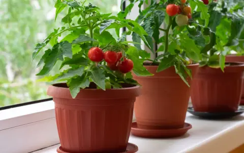 Plusieurs plants de tomate cerise en pot, prêts à être récoltés, poussent sur un rebord de fenêtre.
