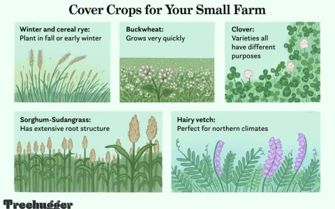 Illustrations of cover crop examples: winter rye, buckwheat, clover, sorghum-Sudangrass, and hairy vetch.