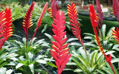 Vriesea rojas y amarillas, vibrantes y llenas de vida, evocan un vriesea significado espiritual de pasión y renovación.