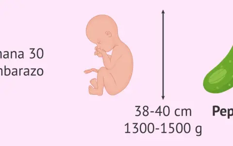 Bebé en semana 30 de embarazo, con tamaño similar a un pepino, mide 38-40 cm y pesa 1300-1500 g.