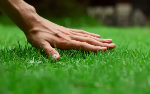 A hand gently touches lush, green grass, perhaps after a refreshing morning water.
