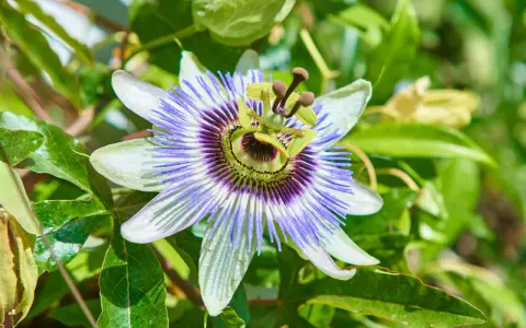 Passiflora: fiore esotico dalle mille proprietà. La sua bellezza complessa suggerisce i benefici per il benessere.