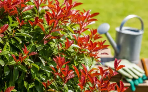 Feuilles rouges d'un photinia, prêt pour un engrais pour photinia. Arrosoir et gants de jardinage en arrière-plan.