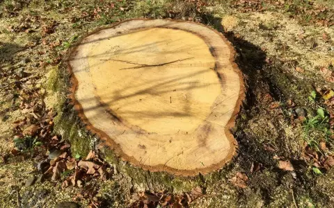 Gros plan sur une souche fraîchement coupée, entourée de feuilles mortes et de sciure. Le bois clair montre les cernes de croissance, prêt à faire pourrir une souche.