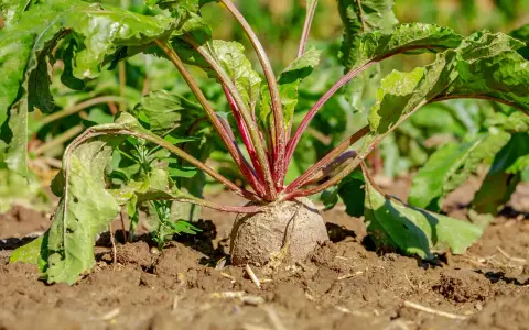 Une betterave rouge, prête à être déterrée, se dresse fièrement dans la terre. Les feuilles vertes et les tiges pourpres annoncent le bon moment quand ramasser les betteraves.