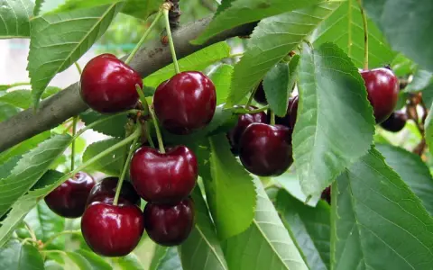 Cerises rouges foncées mûres sur une branche feuillue. Un cerisier commence à donner des fruits après 3 à 5 ans.