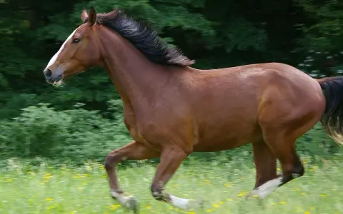 Braunes Warmblut-Pferd galoppiert über eine blühende Wiese.