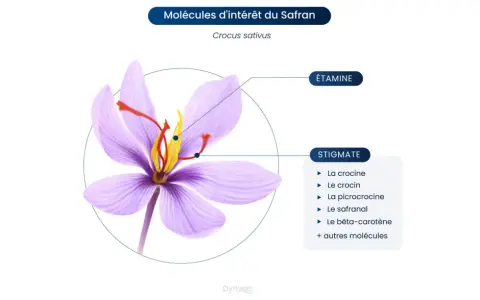 Fleur de safran (Crocus sativus) montrant les stigmates et étamines, sources de molécules aux nombreux safran bienfaits.