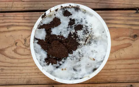 Culture de champignon sur marc de café dans un récipient blanc, sur fond de bois. Le mycélium blanc envahit le marc brun.
