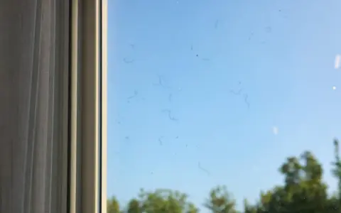 Sulla finestra, macchie scure e filiformi sembrano danzare nel cielo azzurro, ricordando i corpi vitrei negli occhi.