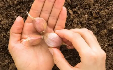 Dłoń trzyma ząbki czosnku nad ziemią. To naturalny sposób na ochronę roślin przed szkodnikami, jak opuchlaki.