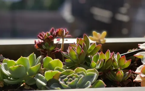 A close-up of various succulents in a planter, showing their vibrant green and red-tipped leaves. These plants are easy to care for, thriving in bright light and well-draining soil.