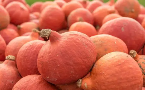 Mnóstwo pomarańczowych dyń hokkaido, gotowych do zbioru. Ich uprawa to prawdziwy jesienny skarb.