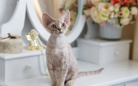 Devon Rex koty: niezwykłe cechy, które musisz znać przed zakupem