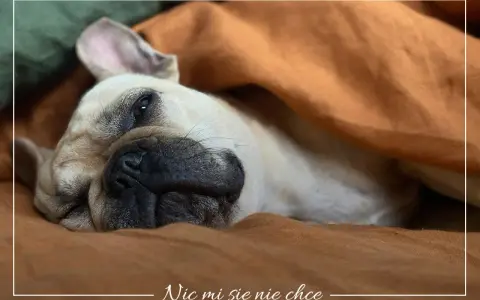 Francuski buldog pod kocem, z miną "nic mi się nie chce". Czy to choroba, czy po prostu weekend?