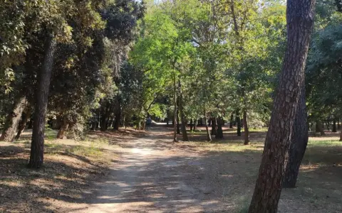 Sentiero ombreggiato tra pini e alberi verdi, ideale per una pedalata tra Cervia e Cesenatico.