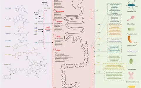 Vitamine B: origine, assorbimento e microbiota. Informazioni utili per evitare vitamina B controindicazioni.