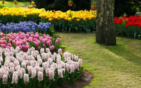 Kolorowe rabaty z hiacyntami i tulipanami. Kiedy sadzić hiacynty? Jesienią, by wiosną cieszyć się ich pięknem.