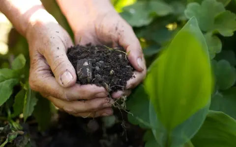 Mani che tengono un pugno di terra fertile, mostrando la ricchezza dei diversi tipi di suolo per la crescita delle piante.