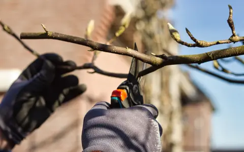 Magnolia: Jak przycinać? Klucz do obfitego kwitnienia i zdrowia