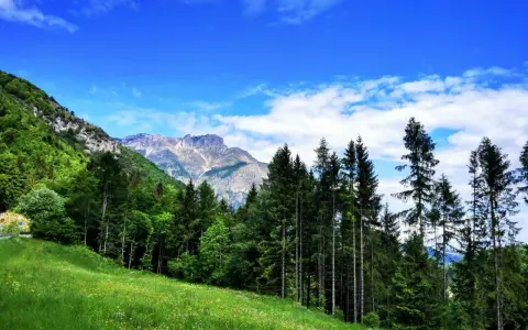 Prato fiorito e bosco di conifere ai piedi di montagne rocciose, sotto un cielo azzurro con nuvole bianche. Un passo sommo da ammirare.