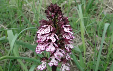 Un'orchidea purpurea, con petali bianchi maculati di viola, si erge su uno stelo scuro tra l'erba verde.