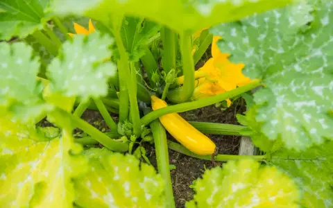 Courgette jaune, encore petite, entourée de feuilles vertes et de fleurs. Peut-être est-ce la raison pour laquelle les courgettes ne grossissent pas ?