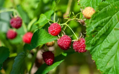 Reife rote Himbeeren an einem Strauch mit grünen Blättern.