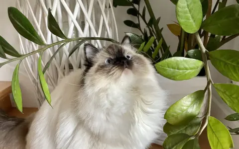 Puszysty ragdoll z niebieskimi oczami, ciekawie spogląda na liście rośliny. Ile żyje taki kot?