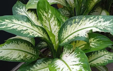 Plantas de interior que no necesitan luz, con hojas grandes y verdes con manchas blancas.