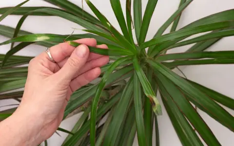Dłoń sprawdza liście draceny, na których widać brązowe plamy. Czy dracena lubi zraszanie?