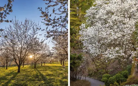 Arboretum Wojsławice kwitnie wiosną. Warto jechać, by zobaczyć kwitnące drzewa owocowe i magnolie w pełnej krasie.