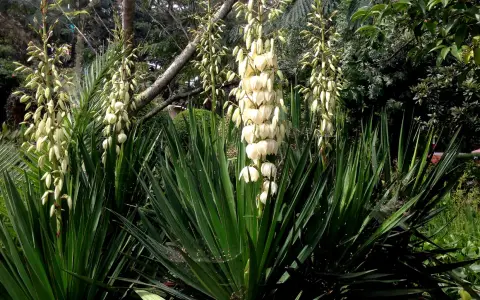 Plante qui ressemble au yucca, avec de longues feuilles vertes et des grappes de fleurs blanches pendantes.
