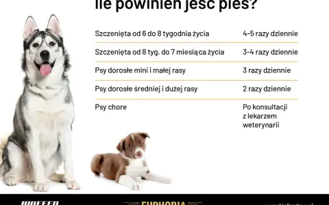 Tabela: ile powinien jeść szczeniak i dorosły pies. Podział na wiek i rasę, a także zalecenia dla psów chorych.