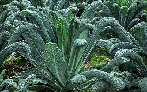 Un campo rigoglioso di cavolo nero, con le sue foglie scure e rugose che si ergono verso il cielo, pronte per essere raccolte.